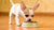 How Much Dog Food Should I Feed My Chihuahua? A Comprehensive Guide