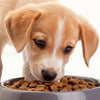 How Much Dog Food Should I Feed My Puppy? Your Comprehensive Guide