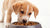 How Much Dog Food Should I Feed My Puppy? Your Comprehensive Guide