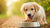 How Much Dog Food Should I Feed My Puppy? Your Ultimate Guide