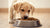 How Much Dog Food Should I Give My Puppy? A Comprehensive Guide