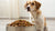 How Much Dog Food Should You Feed a 15 lb Dog?-140549587183