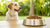 How Much Dog Food Should You Feed a 20 lb Dog? A Comprehensive Guide-140550766831