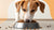 How Much Dog Food Should You Feed a 45 lb Dog?