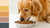 How Much Dog Food Should You Feed a Golden Retriever?