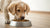 How Much Dog Food Should You Feed a Puppy? A Comprehensive Guide for New Pet Owners