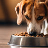 How Much Dog Food for 65 lb Dog: A Complete Feeding Guide