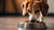 How Much Dog Food Should You Feed Your 65 lb Dog? A Comprehensive Guide-140549882095
