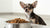 How Much Dog Food to Feed a Chihuahua: A Comprehensive Guide for Pet Parents