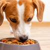How Much Dog Food to Feed a Dog: A Comprehensive Guide for Pet Owners