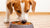 How Much Dog Food to Feed a Dog: A Comprehensive Guide for Pet Owners