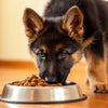 How Much Dog Food to Feed a German Shepherd Puppy: A Comprehensive Guide