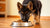How Much Dog Food to Feed a German Shepherd Puppy: A Comprehensive Guide