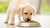 How Much Dog Food to Feed a Lab Puppy: The Ultimate Guide for Pet Owners