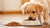 How Much Dog Food to Feed a Puppy: A Comprehensive Guide