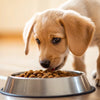 How Much Dog Food to Feed a Puppy Per Day: A Comprehensive Guide