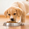 How Much Dog Food to Feed an 8 Week Old Puppy: A Comprehensive Guide