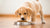 How Much Dog Food to Feed an 8 Week Old Puppy: A Comprehensive Guide