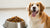 How Much Dog Food to Feed Your Furry Friend: A Comprehensive Guide-140550799599