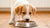 How Much Dog Food to Give a Puppy: A Comprehensive Guide for New Puppy Owners