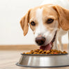 How Much Dog Food to Give My Dog: A Simple Guide