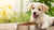 How Much Dog Food to Give Puppy: A Comprehensive Guide for Pet Owners