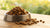 How Much Dry Dog Food Do You Feed a Puppy? A Comprehensive Guide for Pet Parents