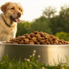 How Much Dry Dog Food for a 20 lb Dog: A Comprehensive Guide