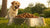 How Much Dry Dog Food for a 20 lb Dog: A Comprehensive Guide