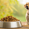 How Much Dry Dog Food for a 45 lb Dog: Tailoring the Perfect Feeding Plan