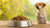 How Much Dry Dog Food for a 45 lb Dog: Tailoring the Perfect Feeding Plan