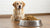 How Much Dry Dog Food for a 60 lb Dog: A Comprehensive Feeding Guide
