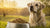How Much Dry Dog Food for an 80 Pound Dog: A Comprehensive Guide