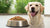 How Much Dry Dog Food Should a Dog Eat? A Comprehensive Guide for Pet Owners