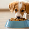 How Much Dry Dog Food Should a Puppy Eat? A Comprehensive Guide for New Pet Parents