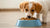 How Much Dry Dog Food Should a Puppy Eat? A Comprehensive Guide for New Pet Parents