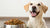 How Much Dry Dog Food Should My Dog Eat? A Comprehensive Guide