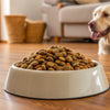 How Much Dry Dog Food Should You Feed a 50 lb Dog? A Comprehensive Guide