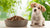 How Much Dry Dog Food Should You Feed a Puppy? A Comprehensive Guide