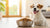 How Much Dry Dog Food to Feed a Dog: A Comprehensive Guide for Pet Owners