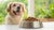 How Much Dry Dog Food to Feed My Dog: A Comprehensive Guide