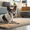 How Much Dry Food for a 20 lb Dog: A Comprehensive Guide