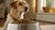 How Much Dry Food for a 60 Pound Dog: A Comprehensive Guide to Proper Feeding