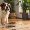 How Much Dry Food for a 65 lb Dog? A Comprehensive Feeding Guide