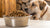 How Much Dry Food for a 75 lb Dog: Comprehensive Feeding Guide