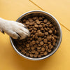 How Much Dry Food for My Dog? A Comprehensive Guide to Dog Feeding