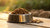 How Much Dry Food Per Day for Dog: A Comprehensive Guide for Pet Owners