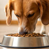 How Much Dry Food Should a 20 lb Dog Eat? Essential Feeding Guidelines for Healthy Pups