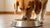 How Much Dry Food Should a 20 lb Dog Eat? Essential Feeding Guidelines for Healthy Pups