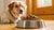 How Much Dry Food Should a 70 lb Dog Eat? A Comprehensive Guide for Pet Owners-140300484847